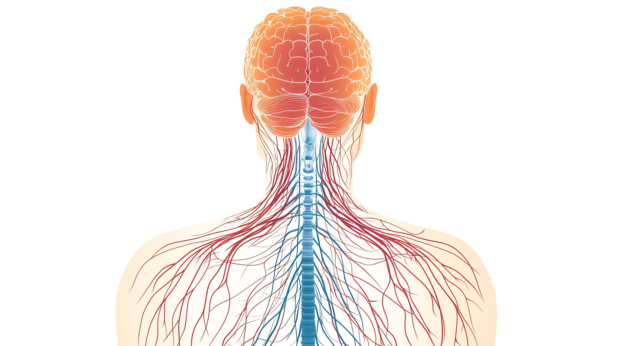 La piramide di Panjabi - livelli di controllo motorio - il livello neurale (sistema nervoso centrale) Rieducazione propriocettiva - Fisioterapia e Riabilitazione Grosseto centro hermes